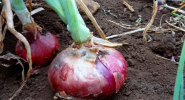 Jak pěstovat a skladovat krymskou a jaltskou cibuli ve středním pruhu?